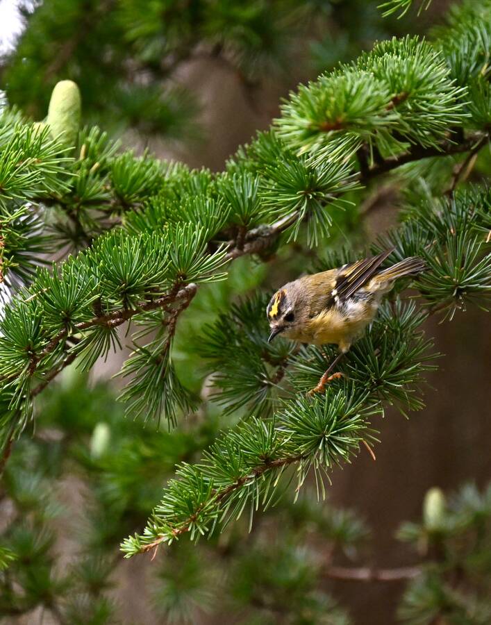 2026-08-13 3 Goldcrests